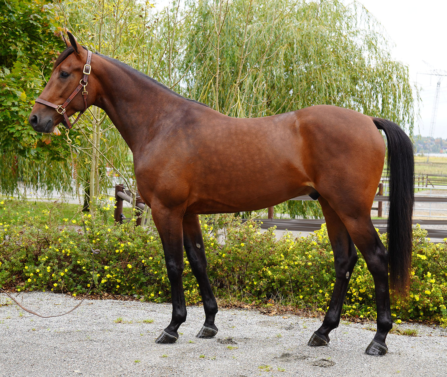 Hell of a Guy 251008-19